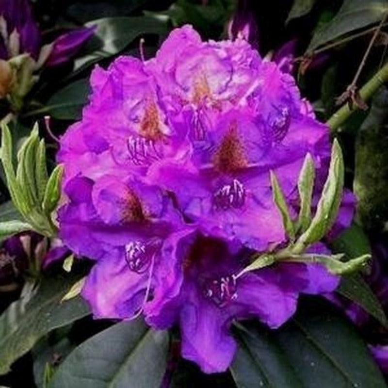 Rhododendron Lee S Dark Purple - View 6 from www redcrocus com