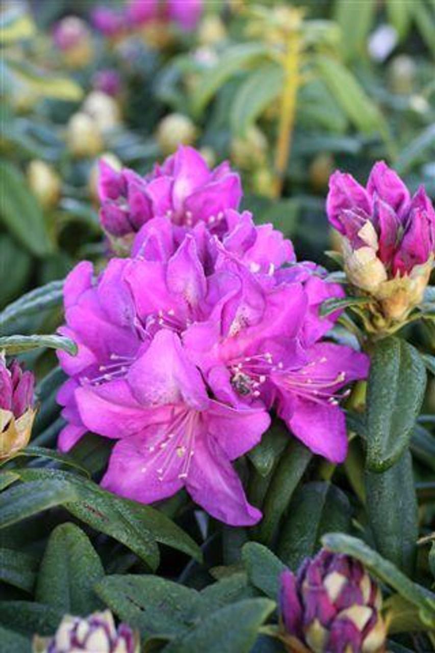 Rhododendron Lee S Dark Purple - View 9 from www redcrocus com