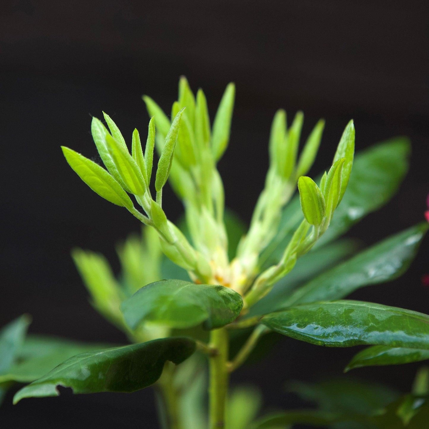Rhododendron Maximum Roseum - View 13 from www redcrocus com