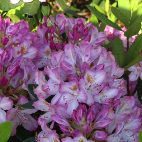 Rhododendron Maximum Roseum - View 7 from www redcrocus com