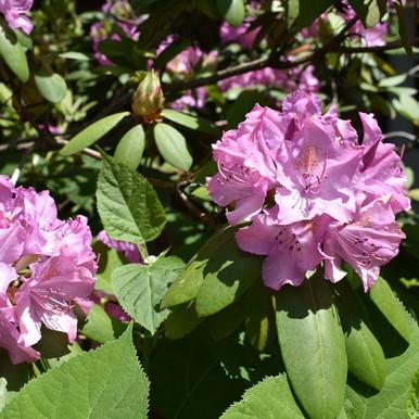 Rhododendron Maximum Roseum - View 9 from www redcrocus com