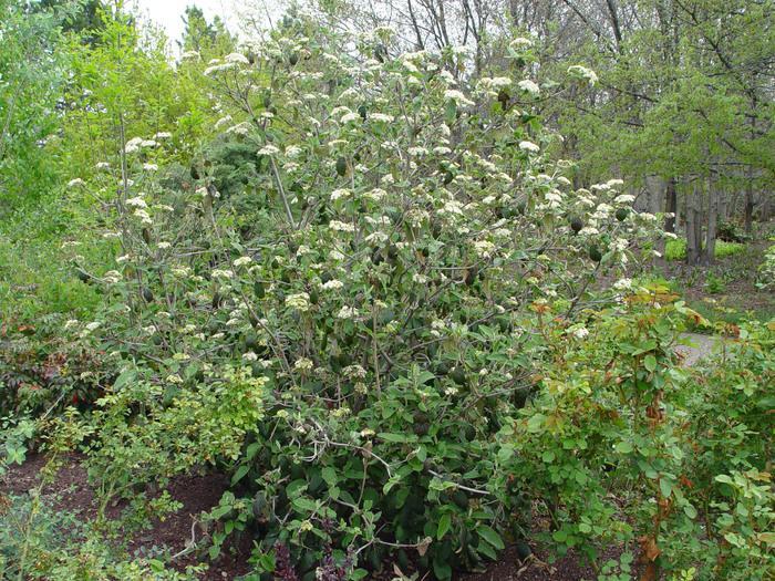 Viburnum Rhytidophylloides Alleghany - View 11 from www redcrocus com