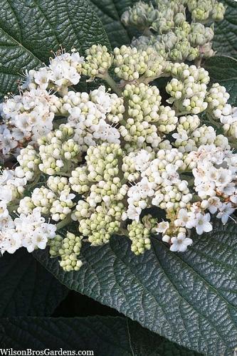 Viburnum Rhytidophylloides Alleghany - View 15 from www redcrocus com