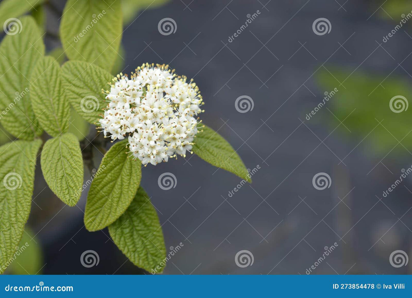 Viburnum Rhytidophylloides Alleghany - View 18 from www redcrocus com