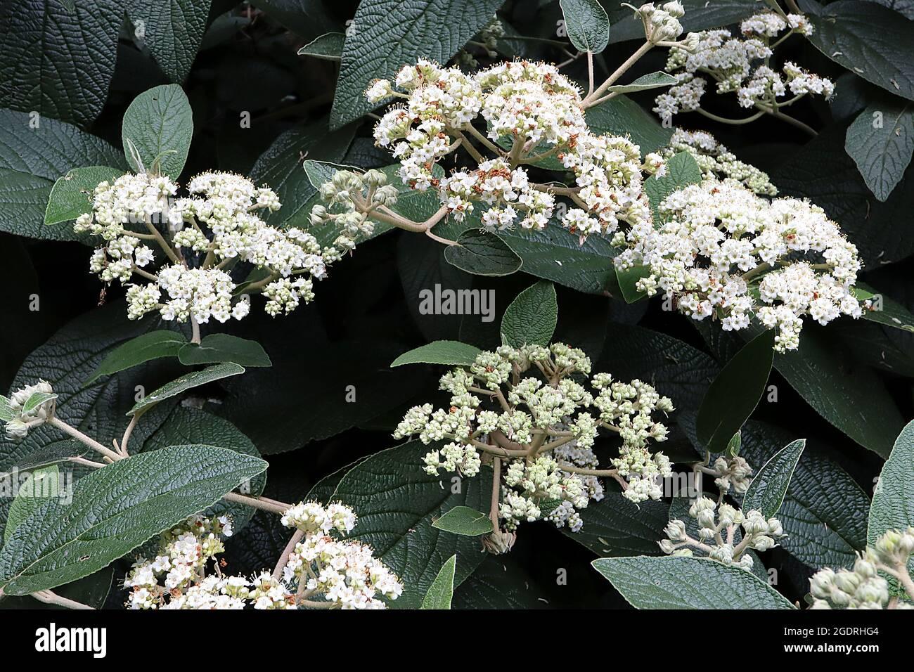 Viburnum Rhytidophylloides 'alleghany' - View 14 from www redcrocus com