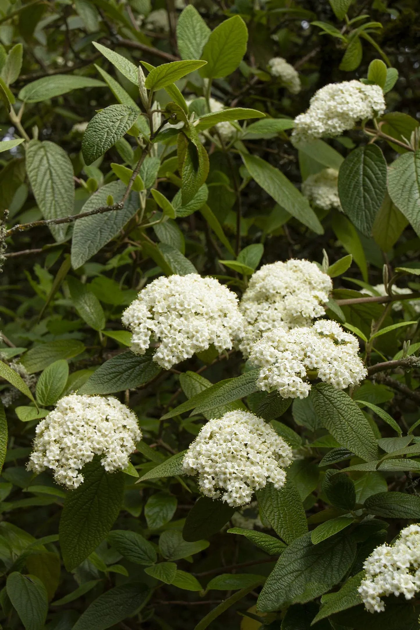 Viburnum Rhytidophylloides 'alleghany' - View 1 from www redcrocus com