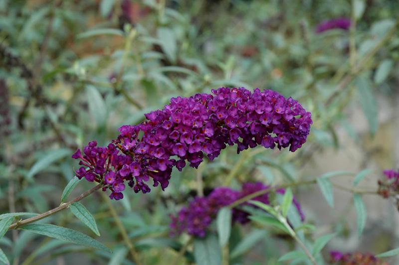 Buddleia Davidii Black Knight - View 16 from www redcrocus com