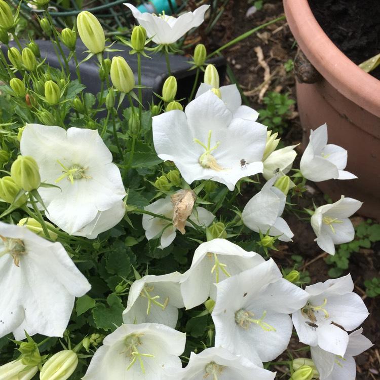 Hibiscus Syriacus Diana - View 10 from www redcrocus com