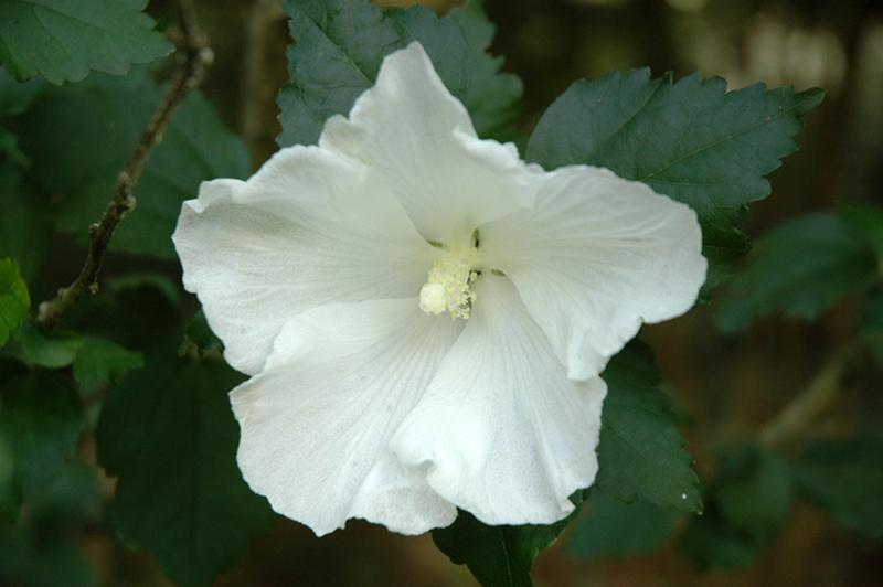 Hibiscus Syriacus Diana - View 13 from www redcrocus com