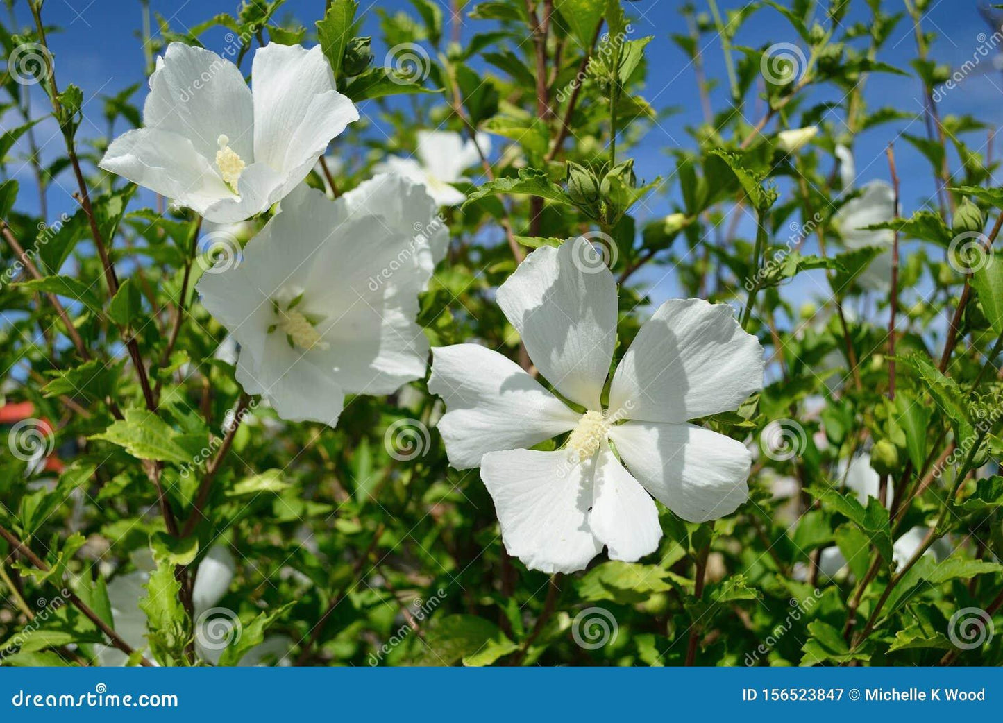 Hibiscus Syriacus Diana - View 14 from www redcrocus com