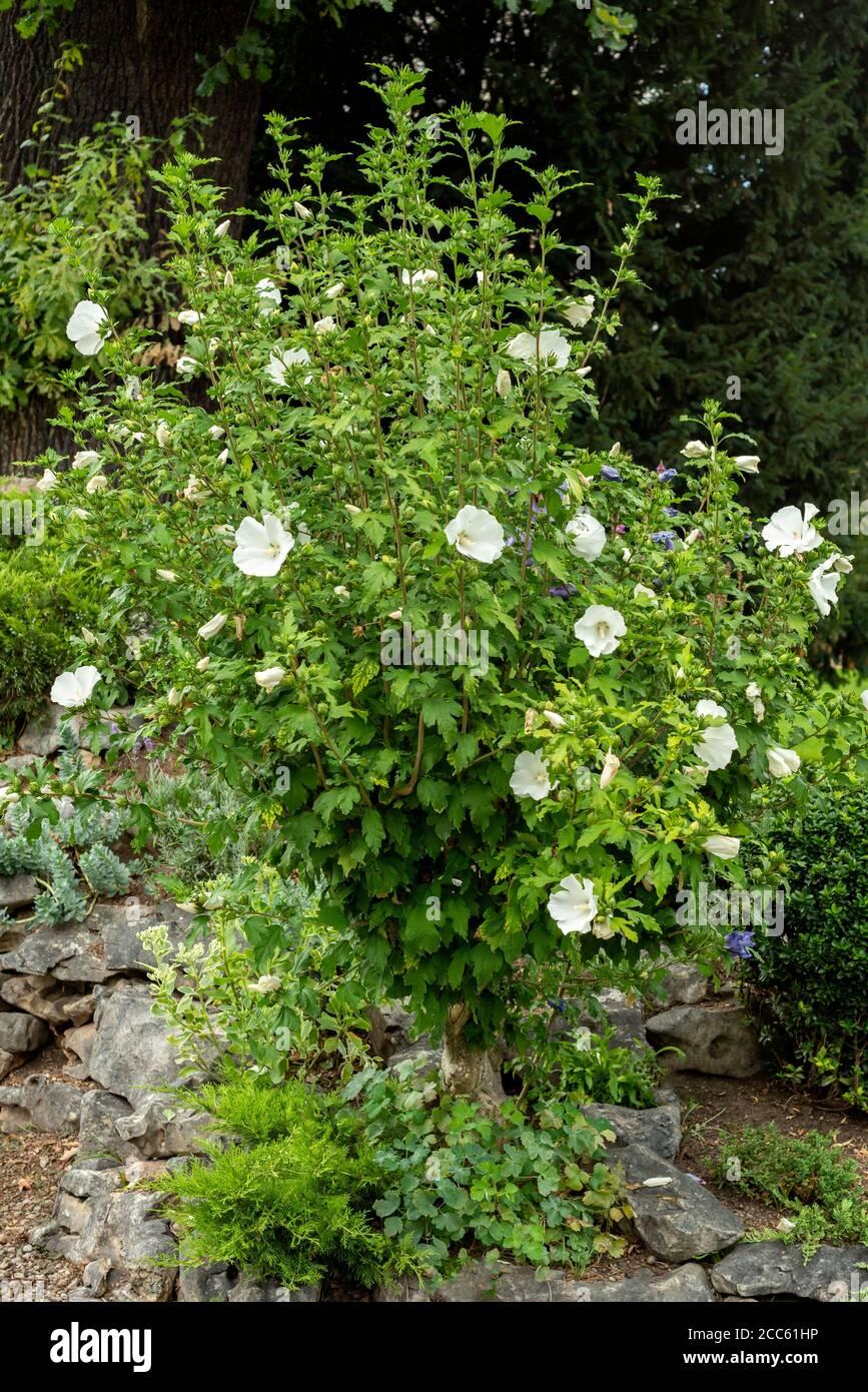 Hibiscus Syriacus Diana - View 15 from www redcrocus com