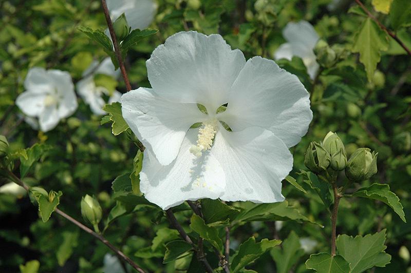 Hibiscus Syriacus Diana - View 16 from www redcrocus com