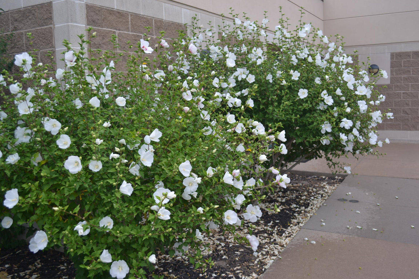 Hibiscus Syriacus Diana - View 1 from www redcrocus com