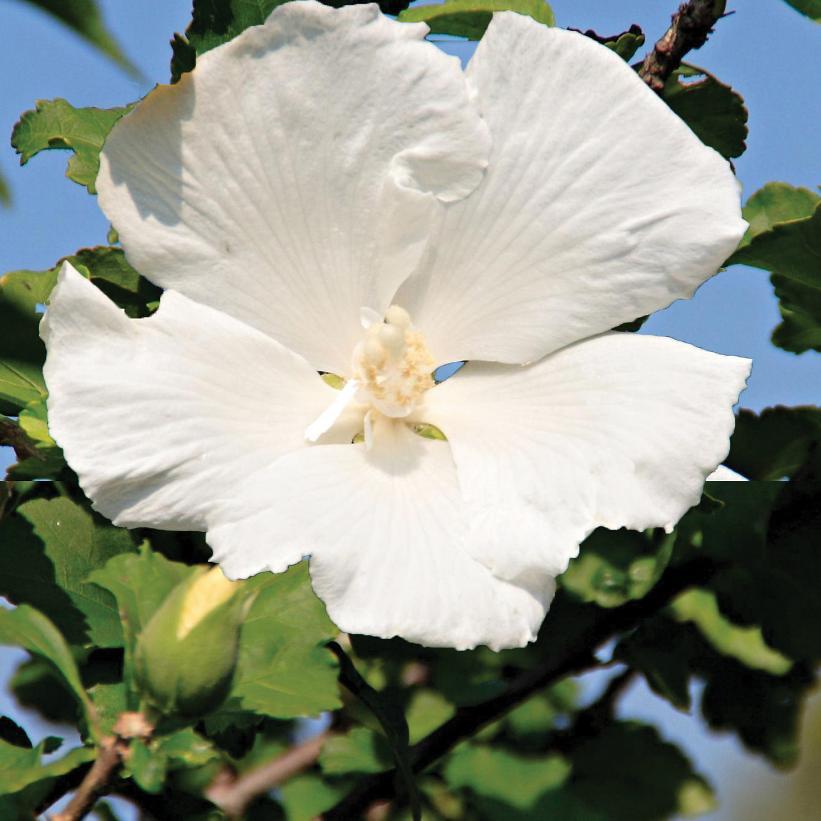 Hibiscus Syriacus Diana - View 2 from www redcrocus com
