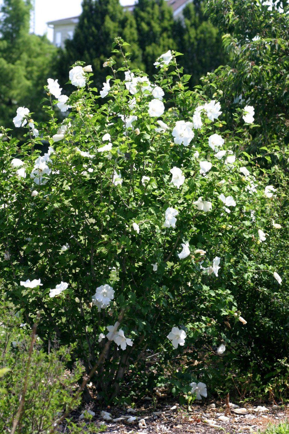 Hibiscus Syriacus Diana - View 3 from www redcrocus com