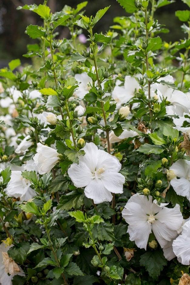 Hibiscus Syriacus Diana - View 4 from www redcrocus com