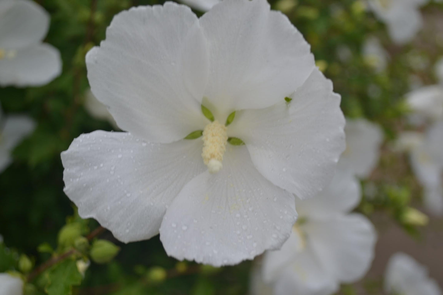 Hibiscus Syriacus Diana - View 5 from www redcrocus com