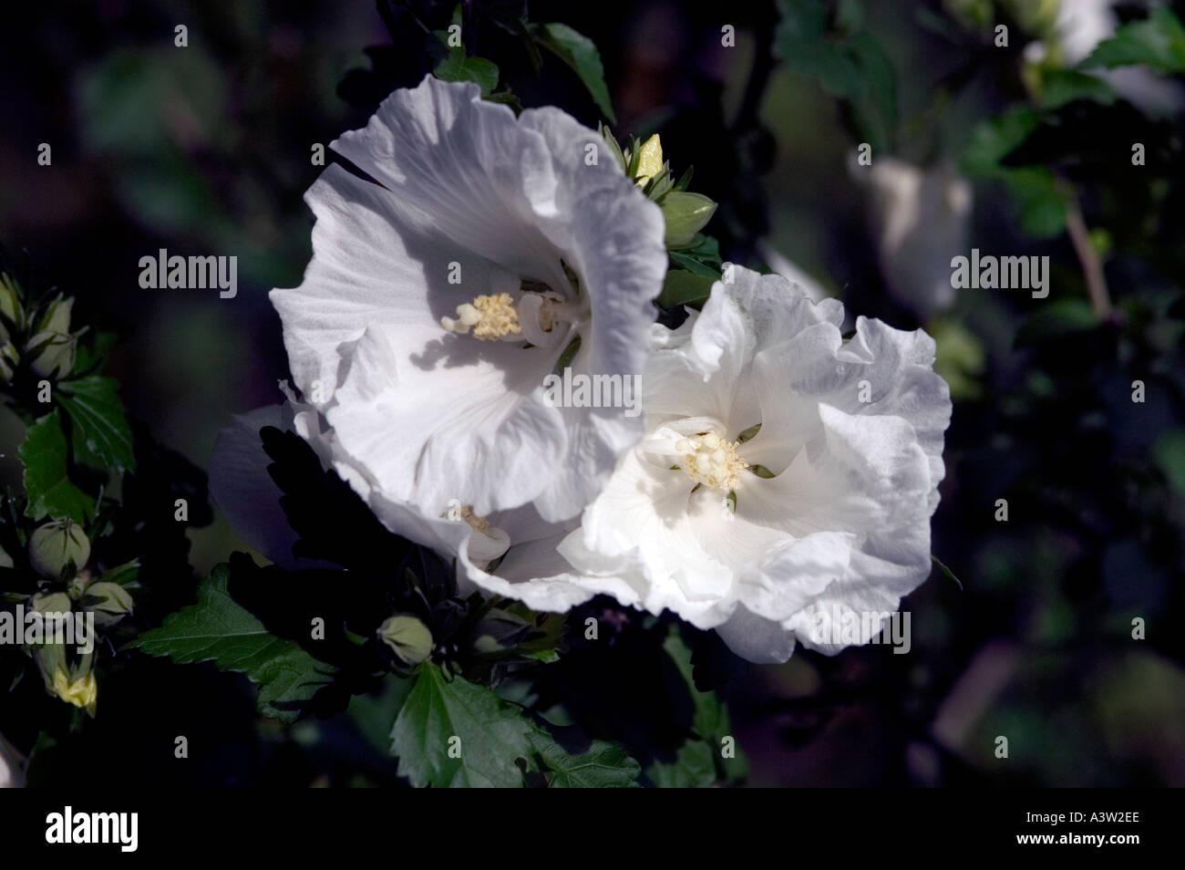 Hibiscus Syriacus Diana - View 7 from www redcrocus com