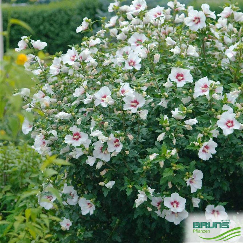 Hibiscus Syriacus Red Heart - View 13 from www redcrocus com