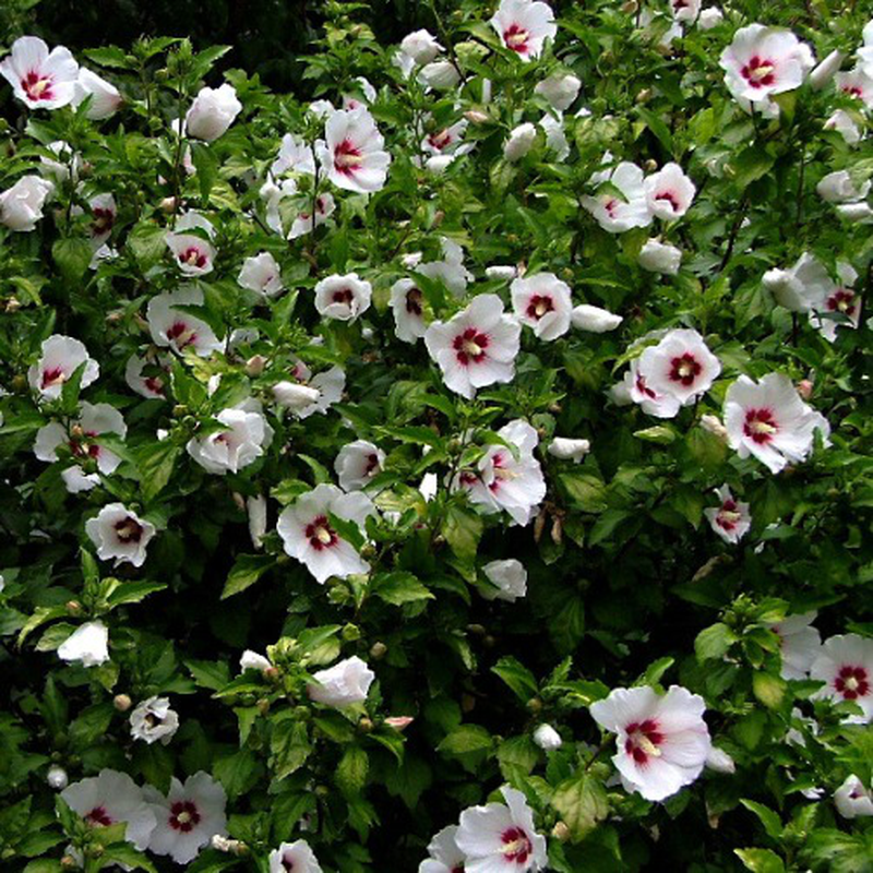 Hibiscus Syriacus Red Heart - View 19 from www redcrocus com
