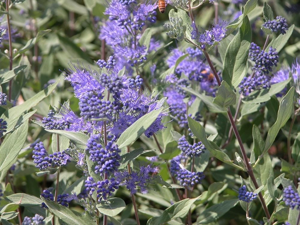 Caryopteris X Clandonensis Dark Knight - View 10 from www redcrocus com