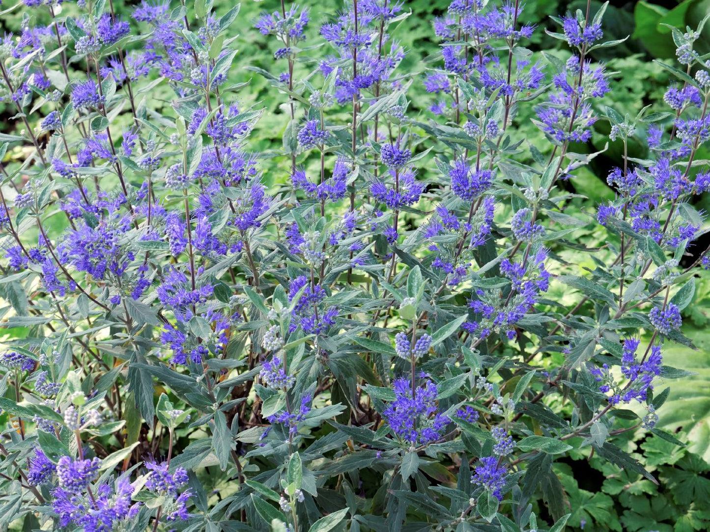 Caryopteris X Clandonensis Dark Knight - View 11 from www redcrocus com