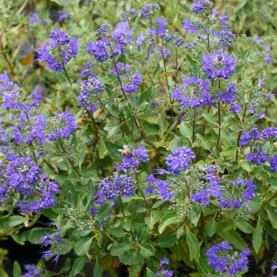 Caryopteris X Clandonensis Dark Knight - View 12 from www redcrocus com