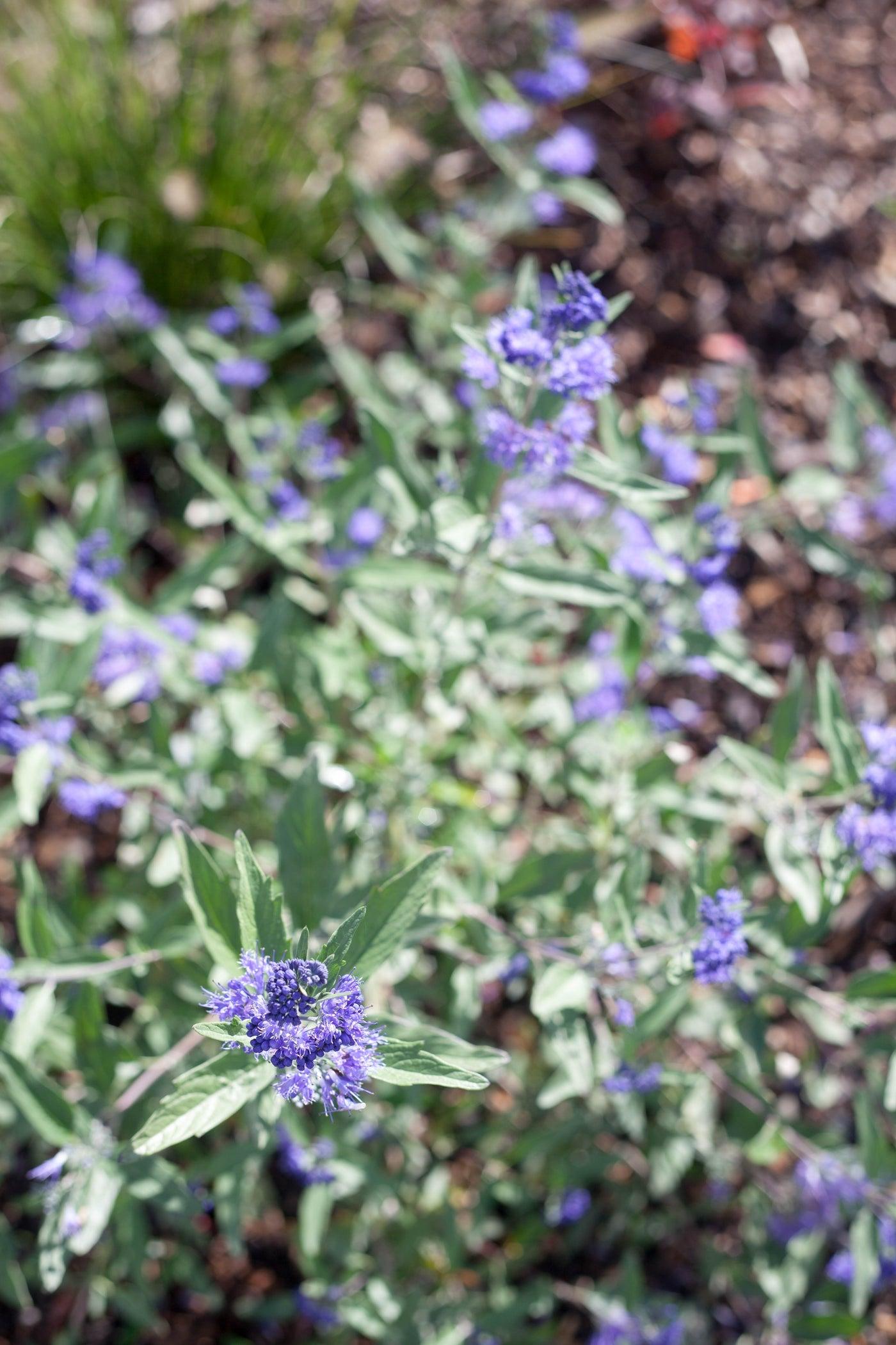 Caryopteris X Clandonensis Dark Knight - View 13 from www redcrocus com