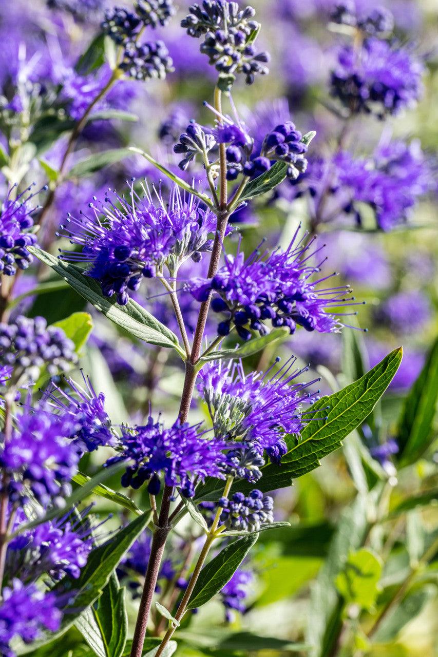 Caryopteris X Clandonensis Dark Knight - View 14 from www redcrocus com