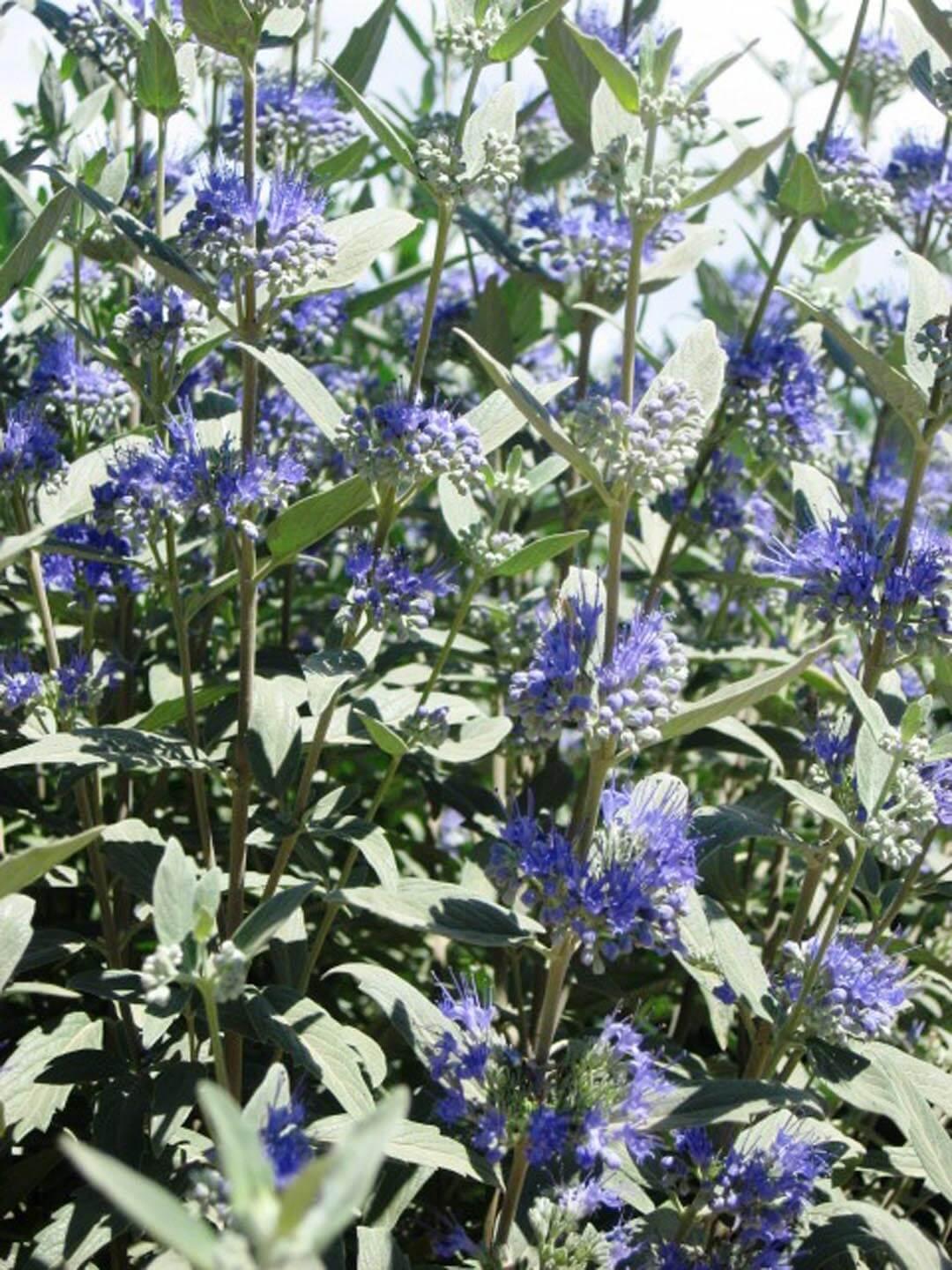 Caryopteris X Clandonensis Dark Knight - View 15 from www redcrocus com