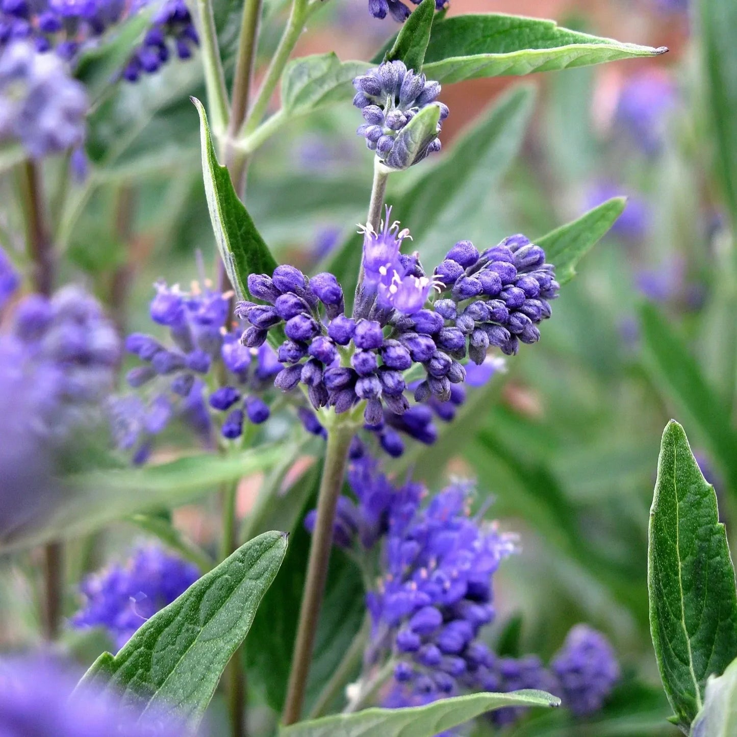 Caryopteris X Clandonensis Dark Knight - View 16 from www redcrocus com
