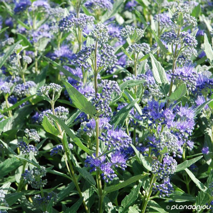 Caryopteris X Clandonensis Dark Knight - View 18 from www redcrocus com