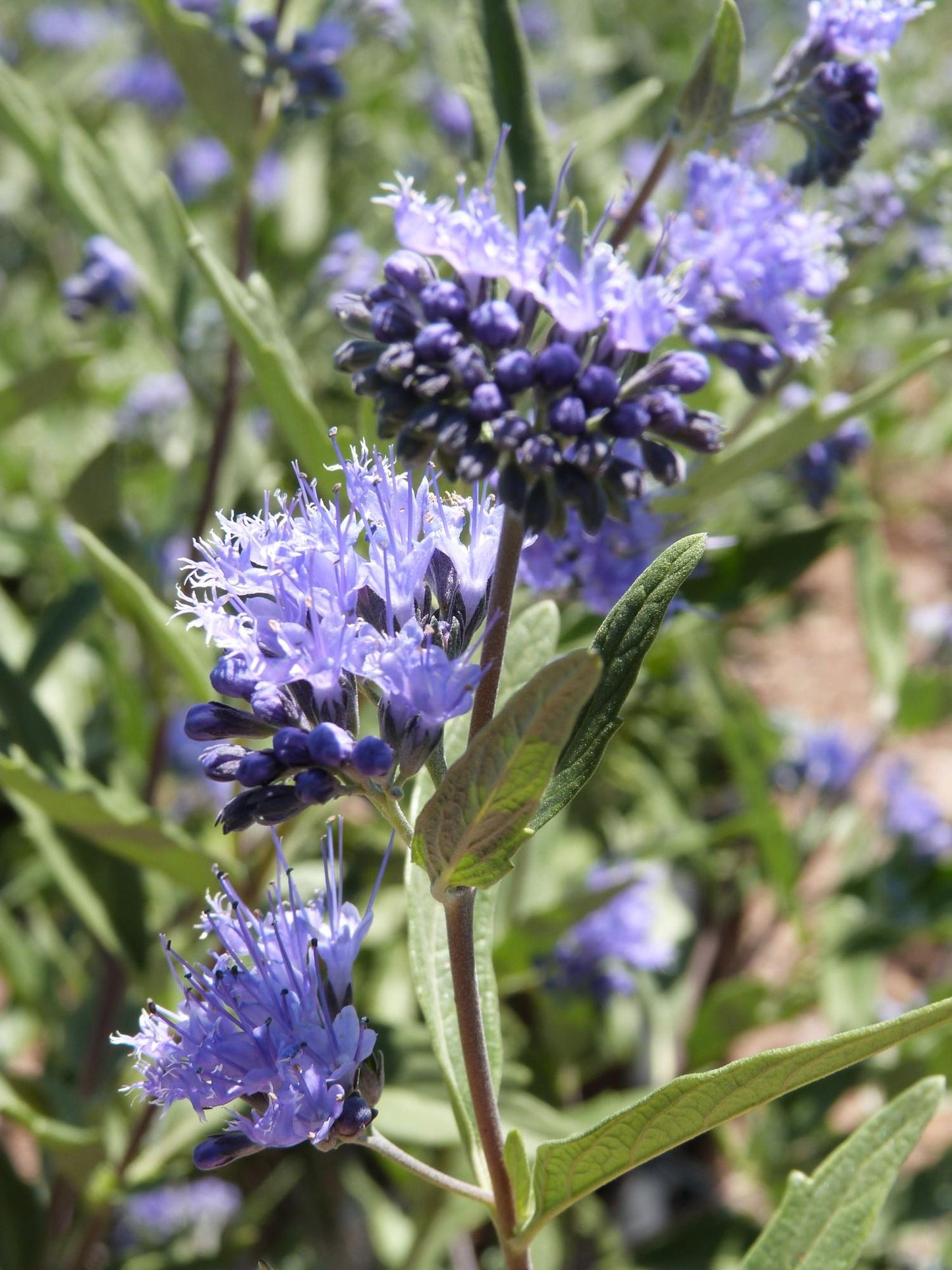 Caryopteris X Clandonensis Dark Knight - View 19 from www redcrocus com