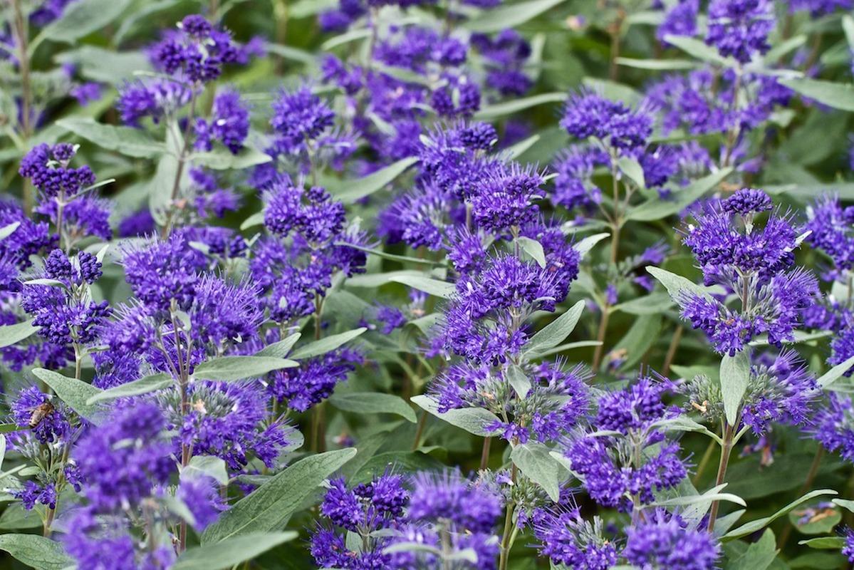 Caryopteris X Clandonensis Dark Knight - View 2 from www redcrocus com