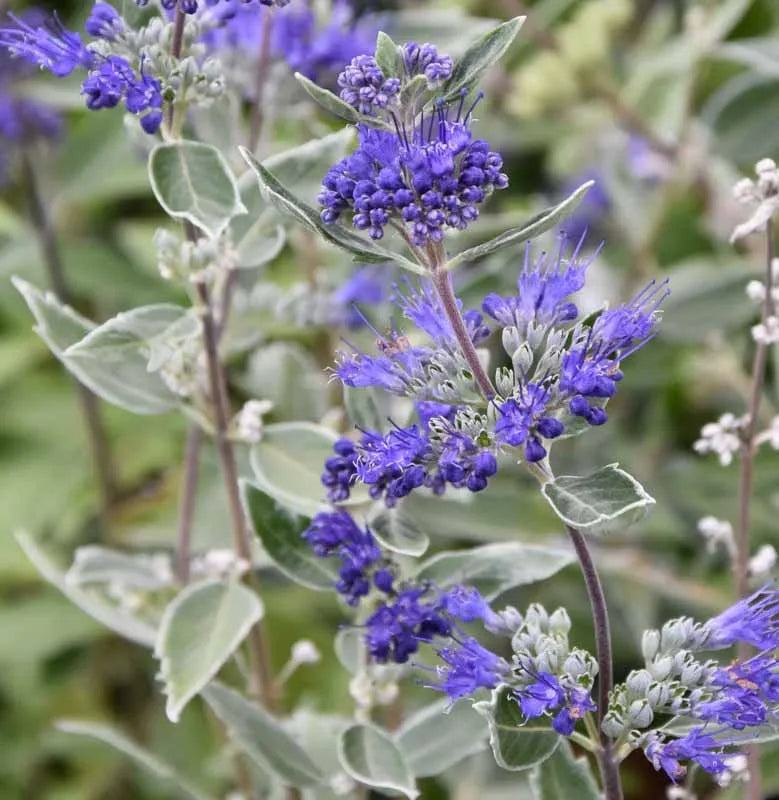 Caryopteris X Clandonensis Dark Knight - View 3 from www redcrocus com