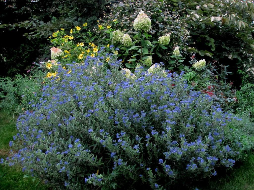 Caryopteris X Clandonensis Dark Knight - View 4 from www redcrocus com