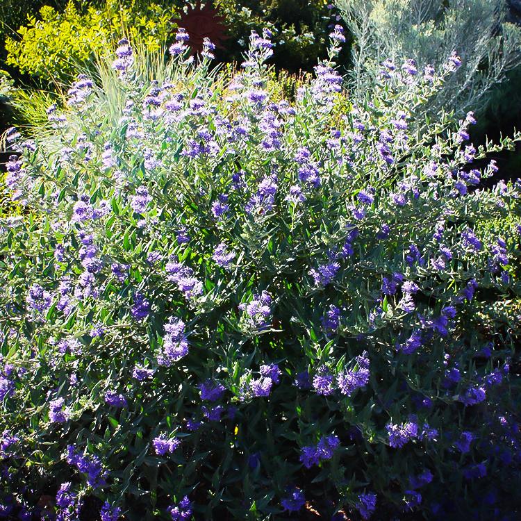 Caryopteris X Clandonensis Dark Knight - View 5 from www redcrocus com