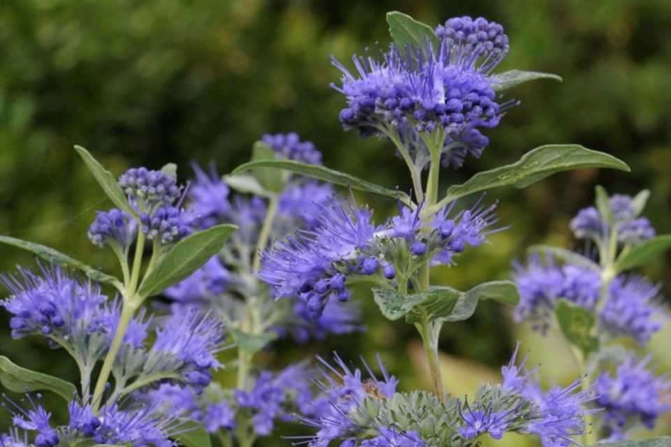 Caryopteris X Clandonensis Dark Knight - View 6 from www redcrocus com