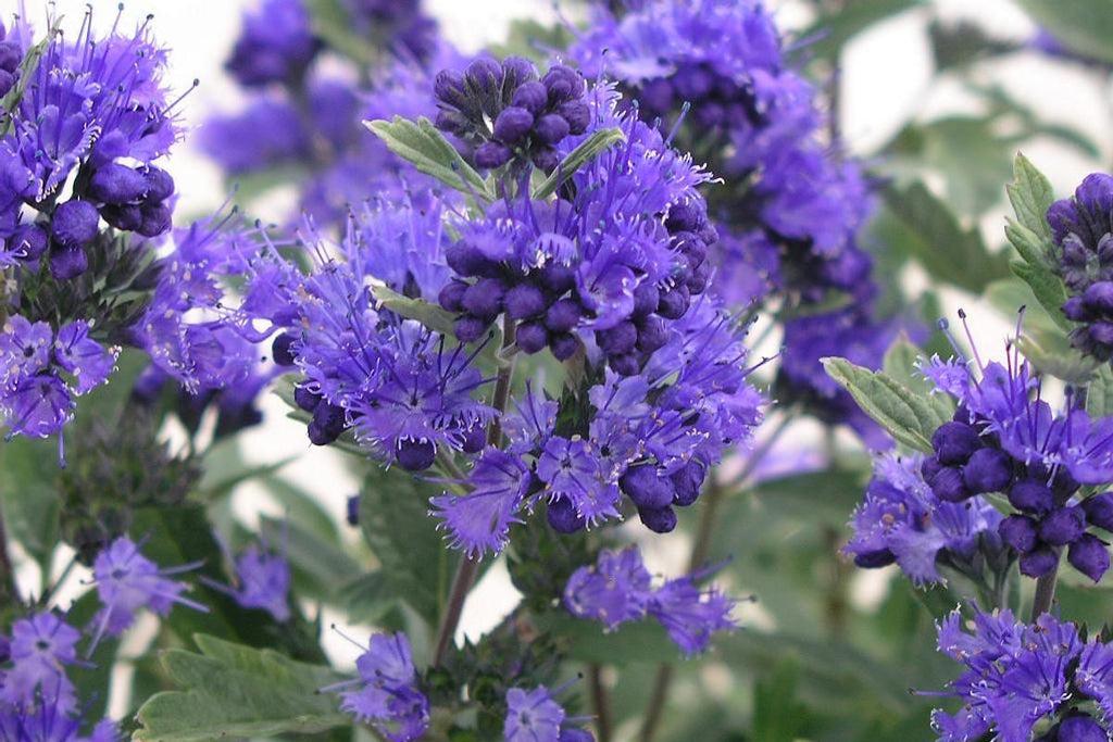 Caryopteris X Clandonensis Dark Knight - View 7 from www redcrocus com