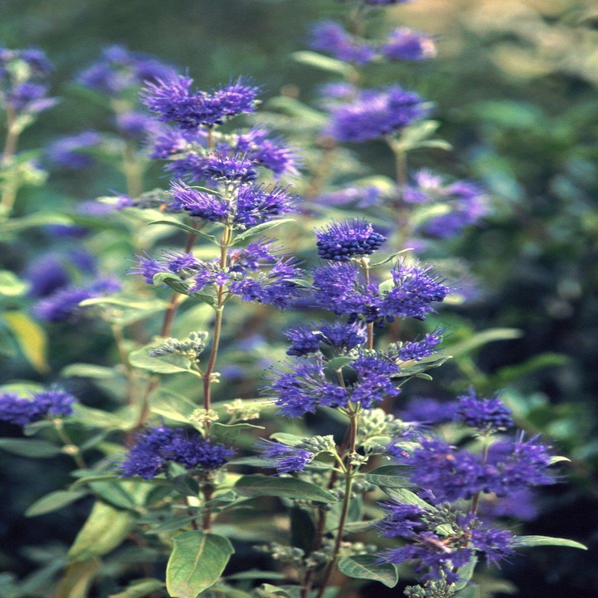 Caryopteris X Clandonensis Dark Knight - View 8 from www redcrocus com