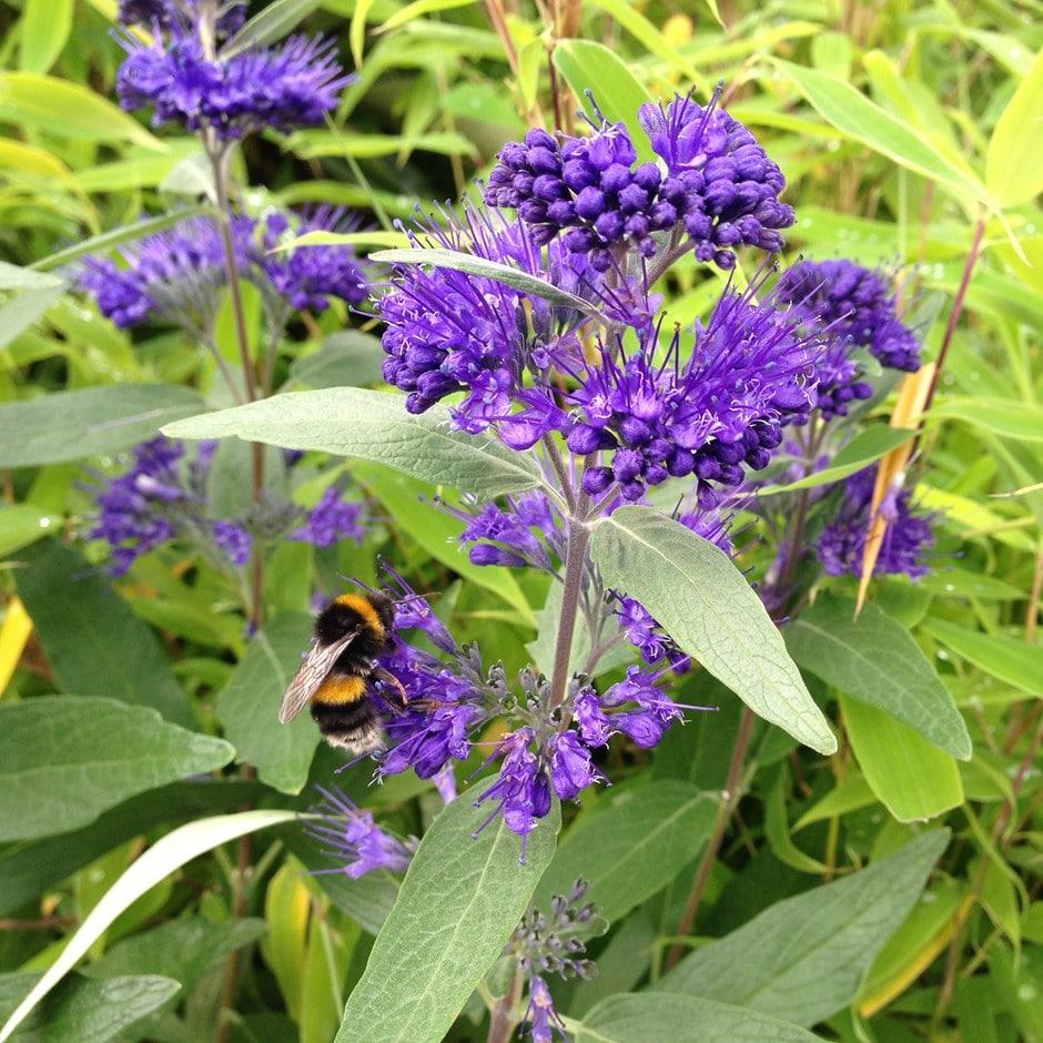 Caryopteris X Clandonensis Dark Knight - View 9 from www redcrocus com
