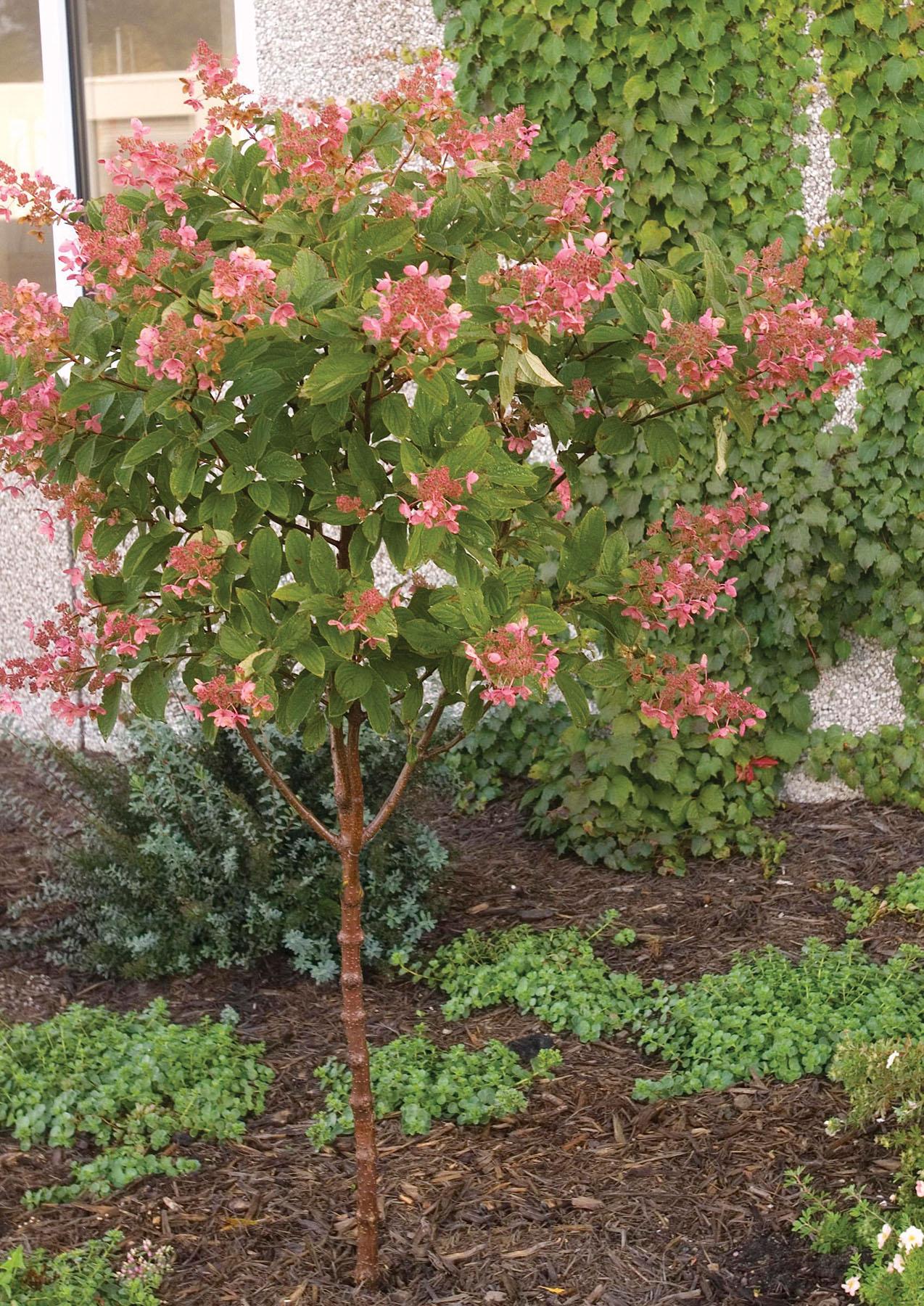 Hydrangea Paniculata 'pink Diamond' Tree Form - View 14 from www redcrocus com