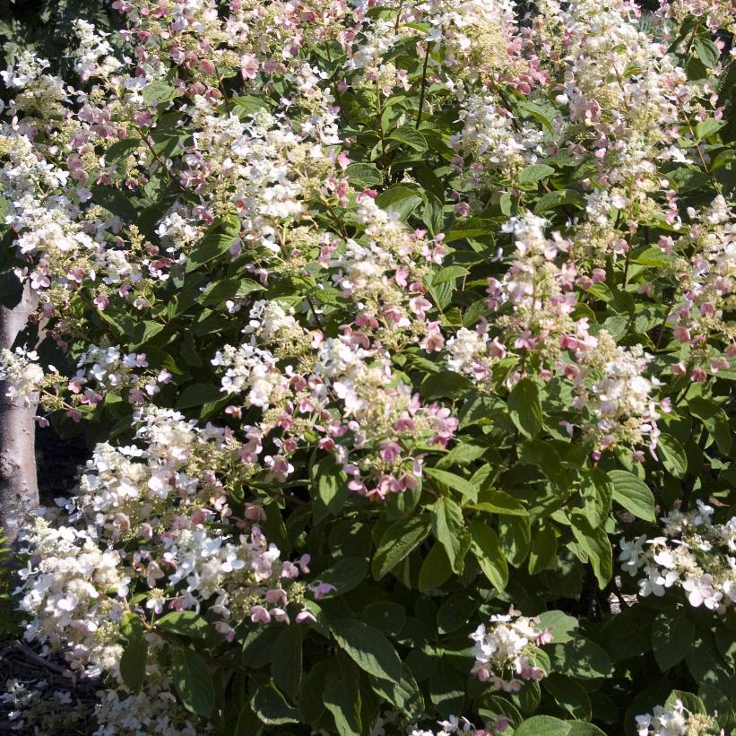 Hydrangea Paniculata 'pink Diamond' Tree Form - View 15 from www redcrocus com