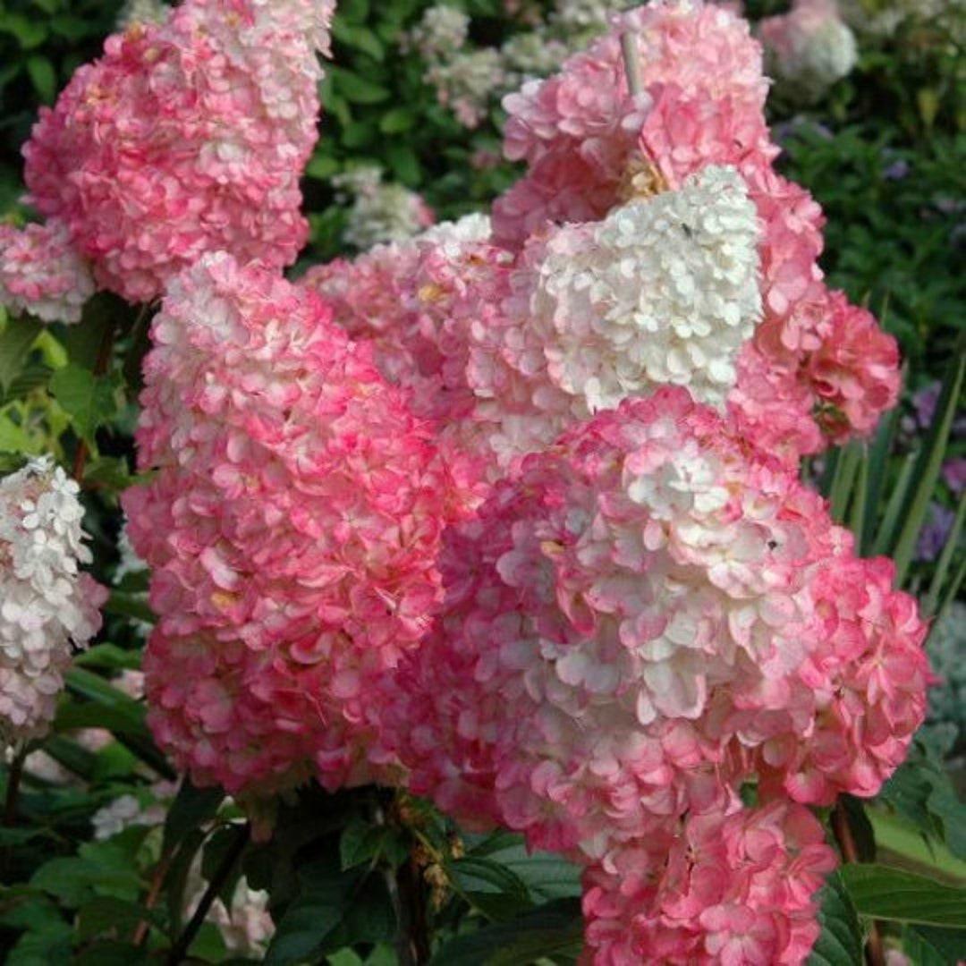 Hydrangea Paniculata 'pink Diamond' Tree Form - View 16 from www redcrocus com