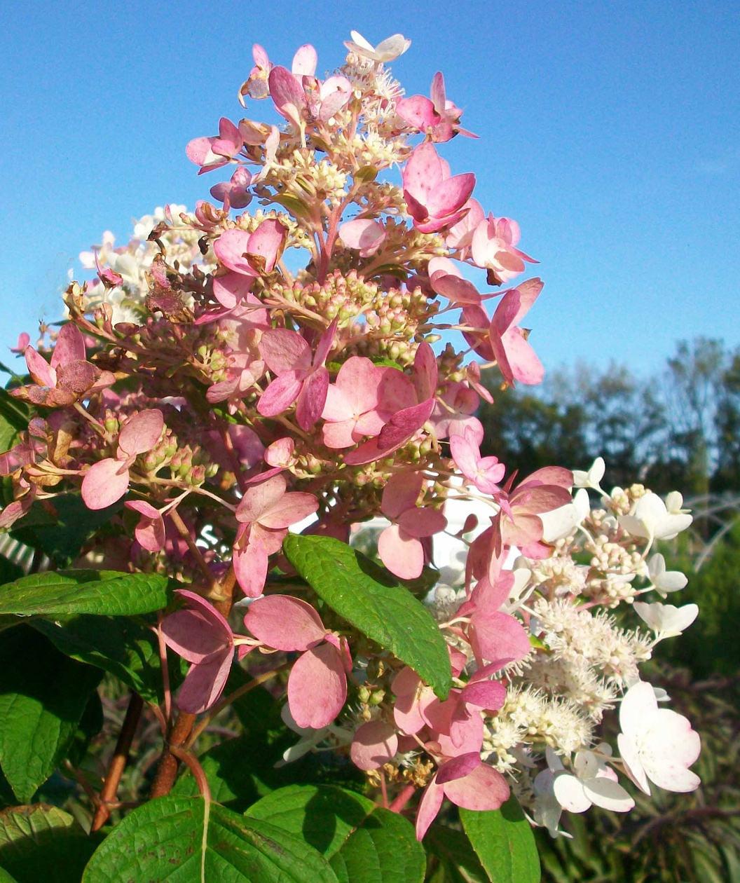 Hydrangea Paniculata 'pink Diamond' Tree Form - View 1 from www redcrocus com