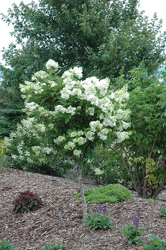 Hydrangea Paniculata 'pink Diamond' Tree Form - View 2 from www redcrocus com