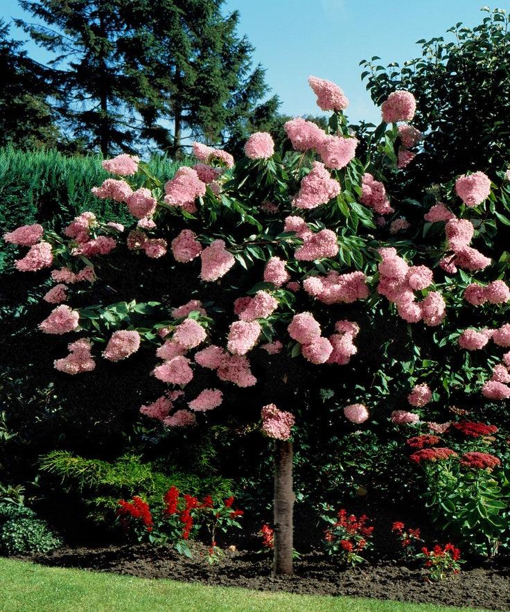 Hydrangea Paniculata 'pink Diamond' Tree Form - View 3 from www redcrocus com
