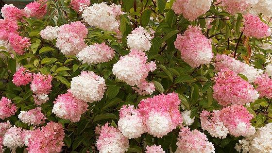 Hydrangea Paniculata 'pink Diamond' Tree Form - View 4 from www redcrocus com