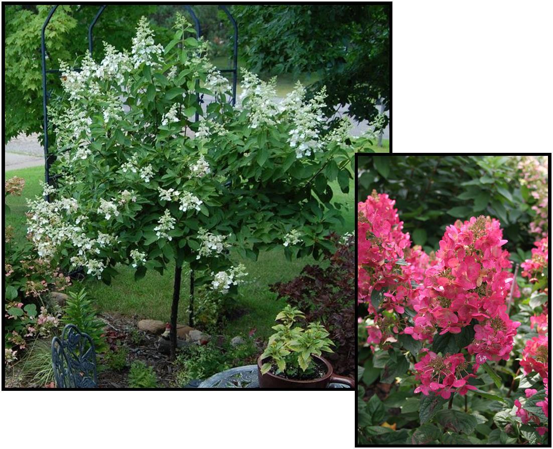Hydrangea Paniculata 'pink Diamond' Tree Form - View 5 from www redcrocus com