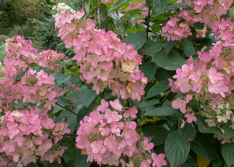 Hydrangea Paniculata 'pink Diamond' Tree Form - View 6 from www redcrocus com